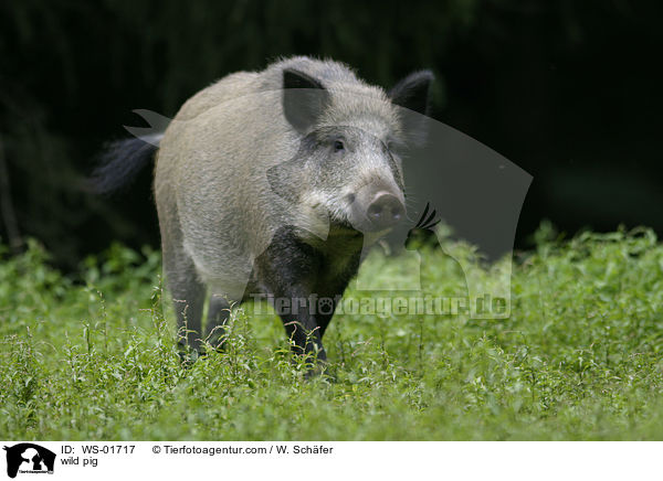 Wildschwein im grnen Gras / wild pig / WS-01717