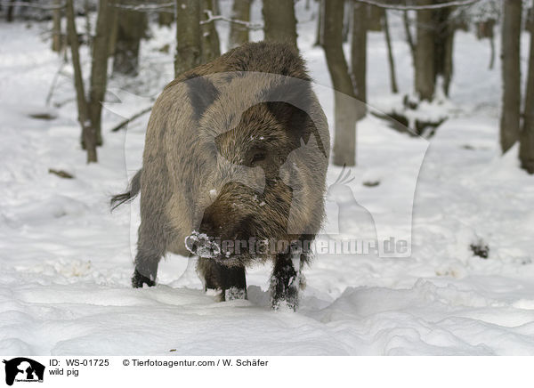 Wildschwein im Winter / wild pig / WS-01725