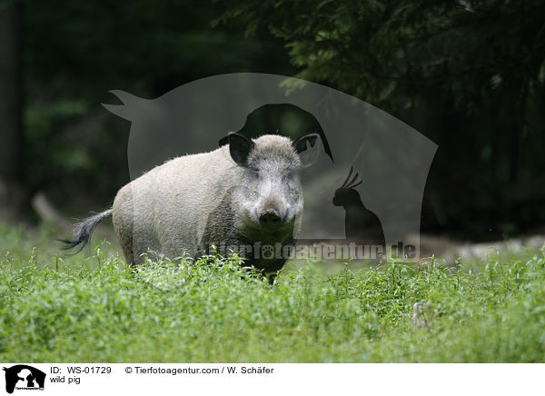 Wildschwein im grnen Gras / wild pig / WS-01729