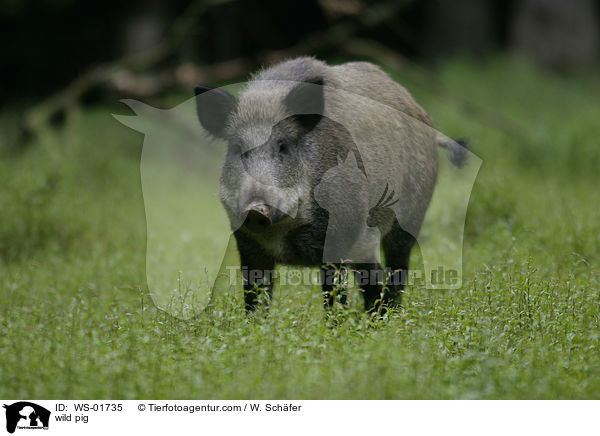 wild pig / WS-01735