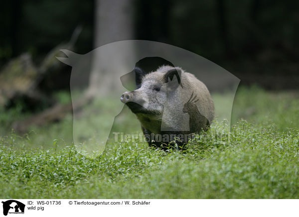 Wildschweine im grnen Gras / wild pig / WS-01736