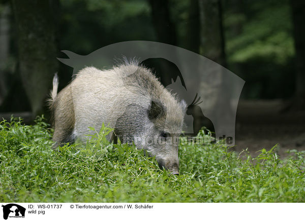 Wildschwein / wild pig / WS-01737