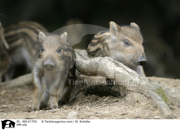 Wildschwein Frischlinge / wild pig / WS-01750