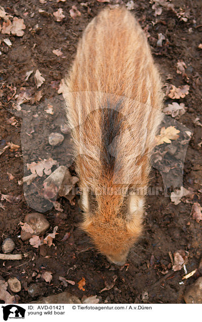 young wild boar / AVD-01421