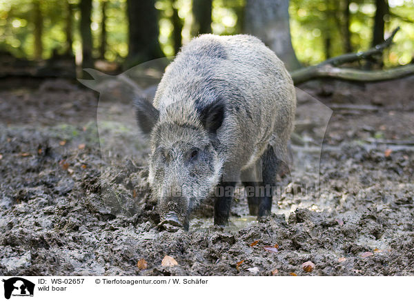 wild boar / WS-02657