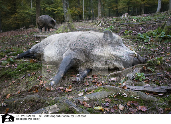 sleeping wild boar / WS-02660