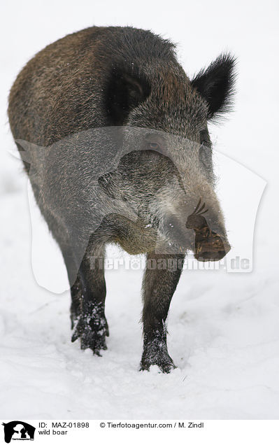 wild boar / MAZ-01898