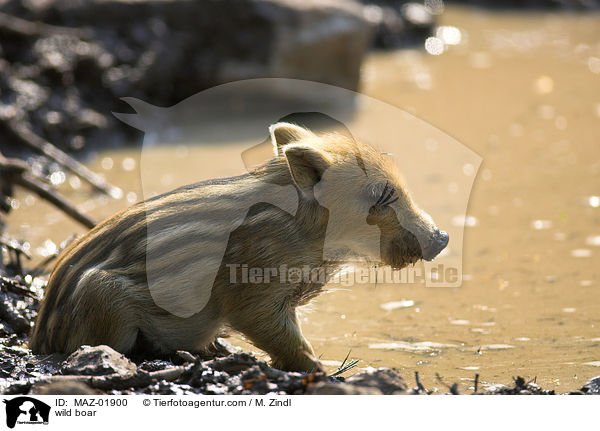 Wildschwein / wild boar / MAZ-01900