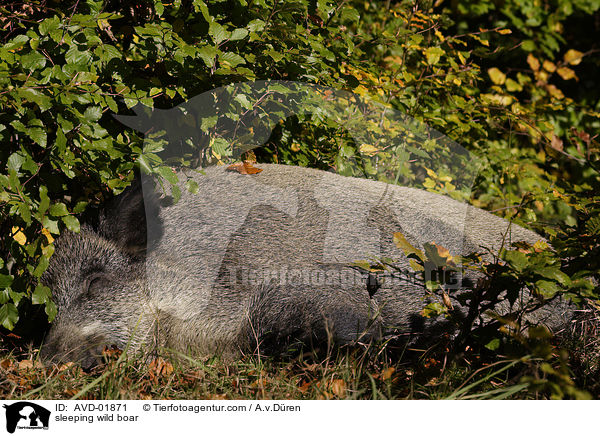 sleeping wild boar / AVD-01871