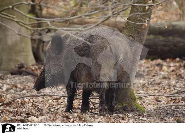 wild boar / AVD-01906