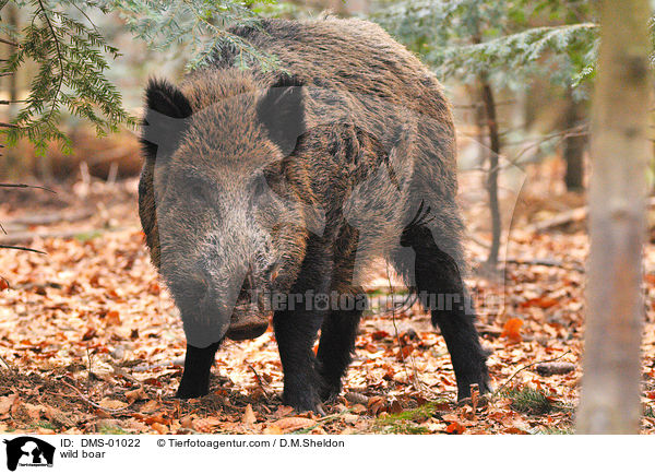 Wildschwein / wild boar / DMS-01022