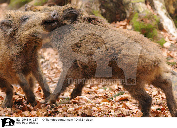 wild boar piglets / DMS-01027