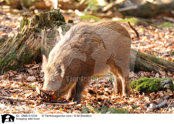 foraging wild boar / DMS-01034