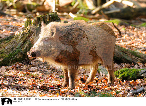 wild boar / DMS-01035