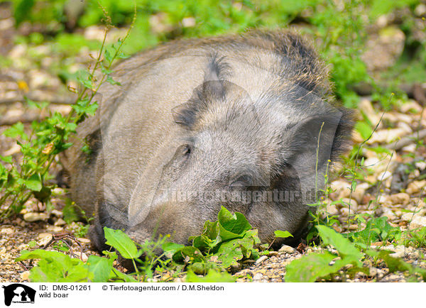 Wildschwein / wild boar / DMS-01261