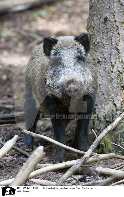 wild boar / WS-03120