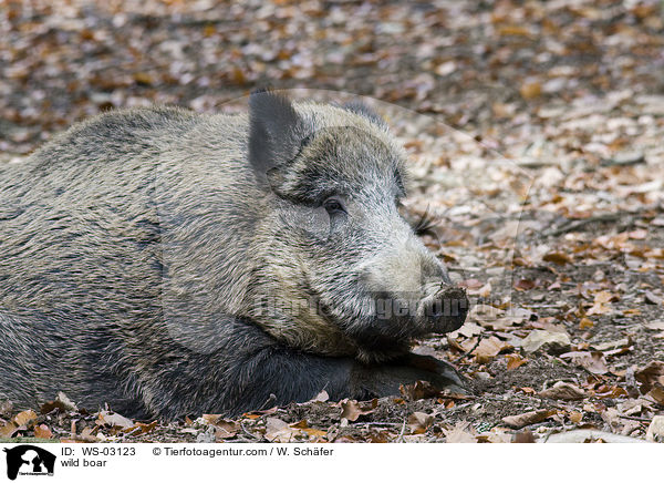 Wildschwein / wild boar / WS-03123