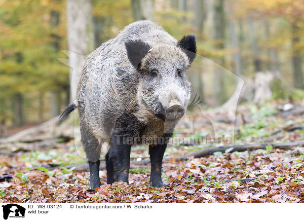 wild boar / WS-03124