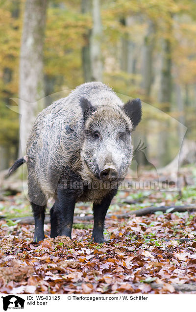Wildschwein / wild boar / WS-03125