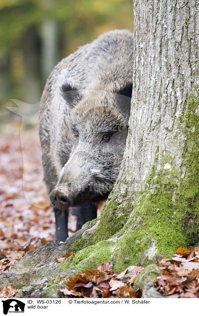 Wildschwein / wild boar / WS-03126