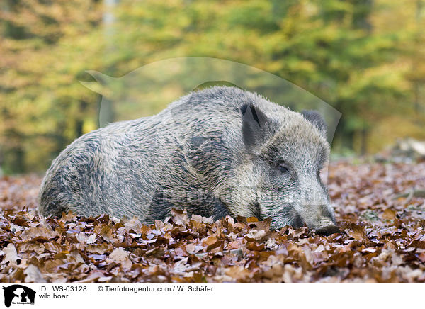 wild boar / WS-03128