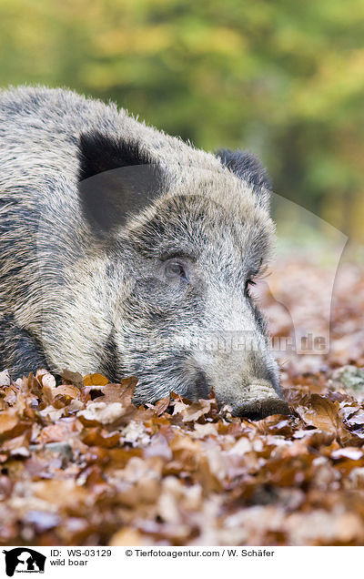 Wildschwein / wild boar / WS-03129