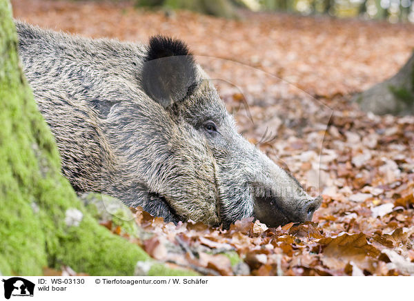 Wildschwein / wild boar / WS-03130