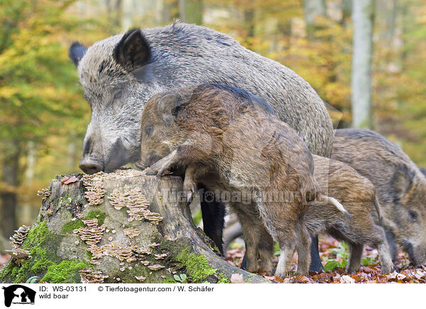 wild boar / WS-03131