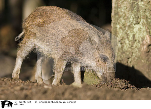 wild boar / WS-03132