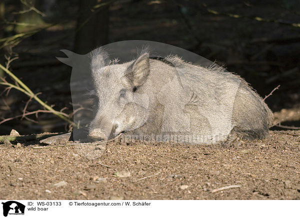 Wildschwein / wild boar / WS-03133