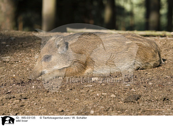Wildschwein / wild boar / WS-03135