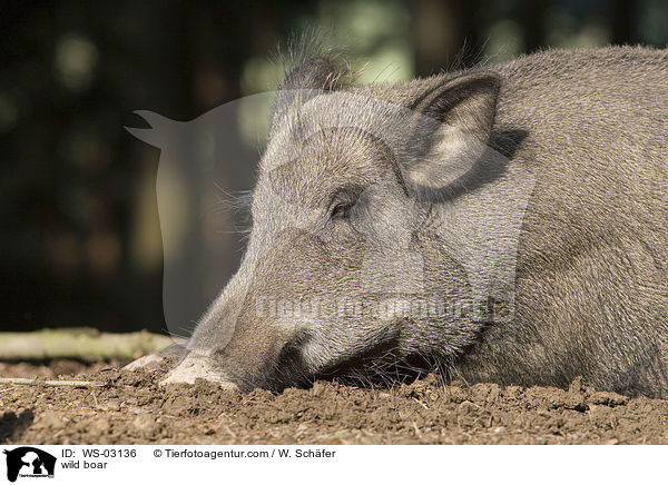 Wildschwein / wild boar / WS-03136