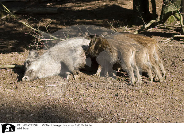 Wildschwein / wild boar / WS-03139