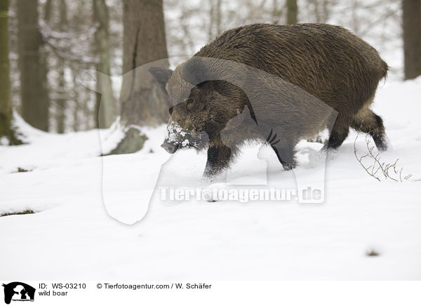 wild boar / WS-03210