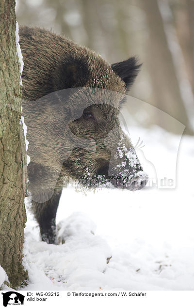 wild boar / WS-03212