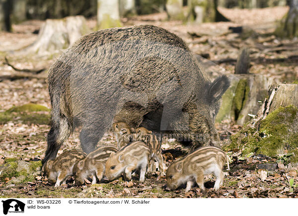 Wildschweine / wild boars / WS-03226