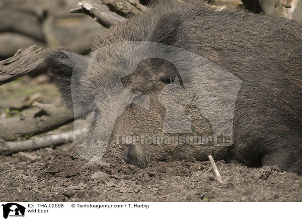 Wildschwein / wild boar / THA-02598