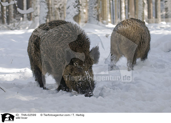 Wildschwein / wild boar / THA-02599