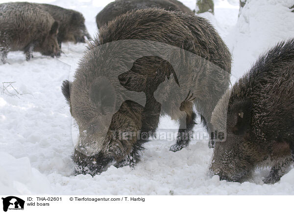 wild boars / THA-02601