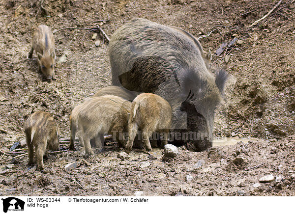 Wildschweine / wild hogs / WS-03344