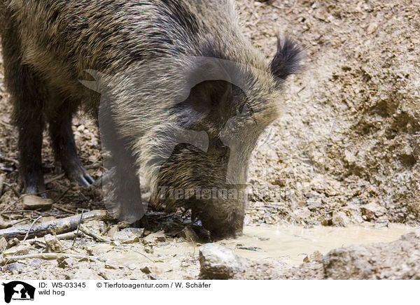 Wildschwein / wild hog / WS-03345