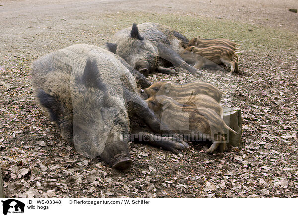 Wildschweine / wild hogs / WS-03348