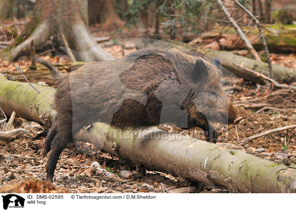 Wildschwein / wild hog / DMS-02595