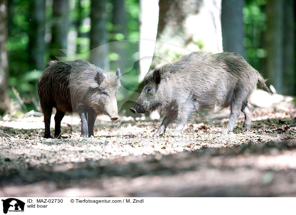 Wildschwein / wild boar / MAZ-02730