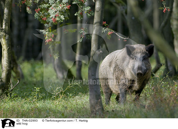 Wildschwein / wild hog / THA-02993