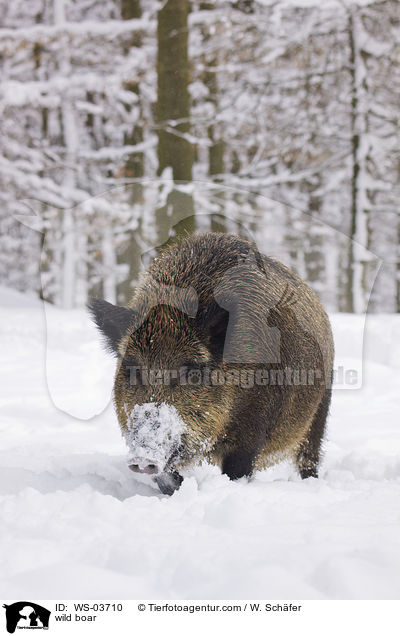wild boar / WS-03710
