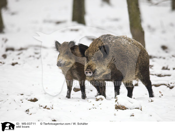 wild boars / WS-03711