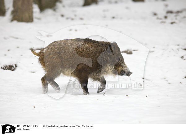 wild boar / WS-03715