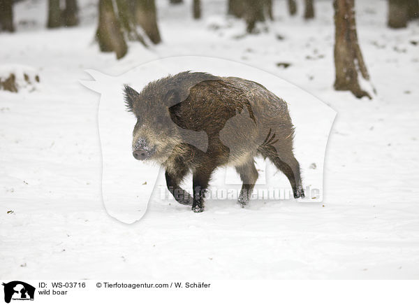 Wildschwein / wild boar / WS-03716