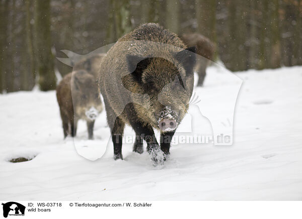 Wildschweine / wild boars / WS-03718